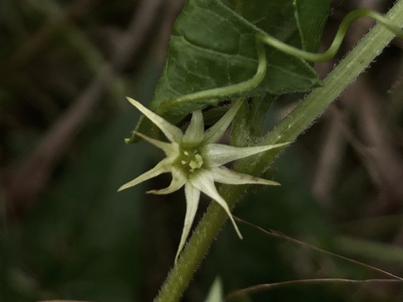 Actinostemma lobatum photo 5