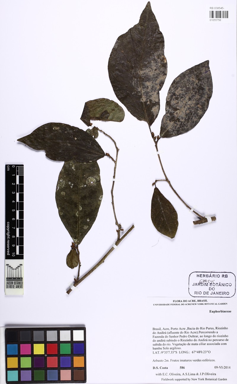 Actinostemon amazonicus