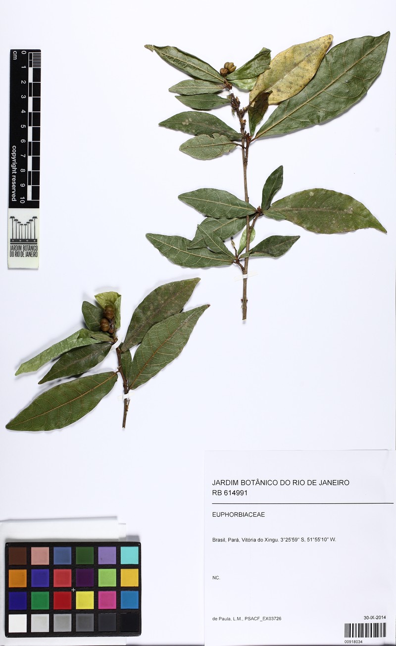Actinostemon amazonicus photo 2