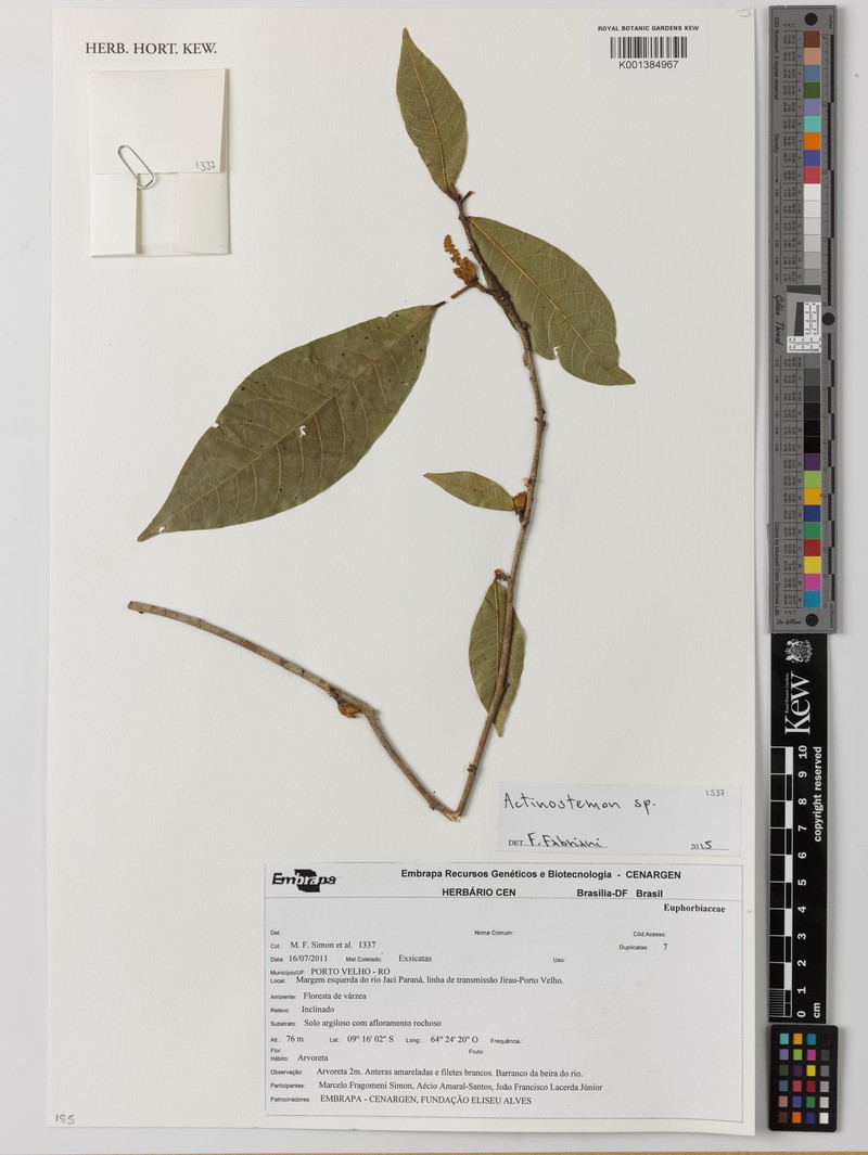 Actinostemon amazonicus photo 3