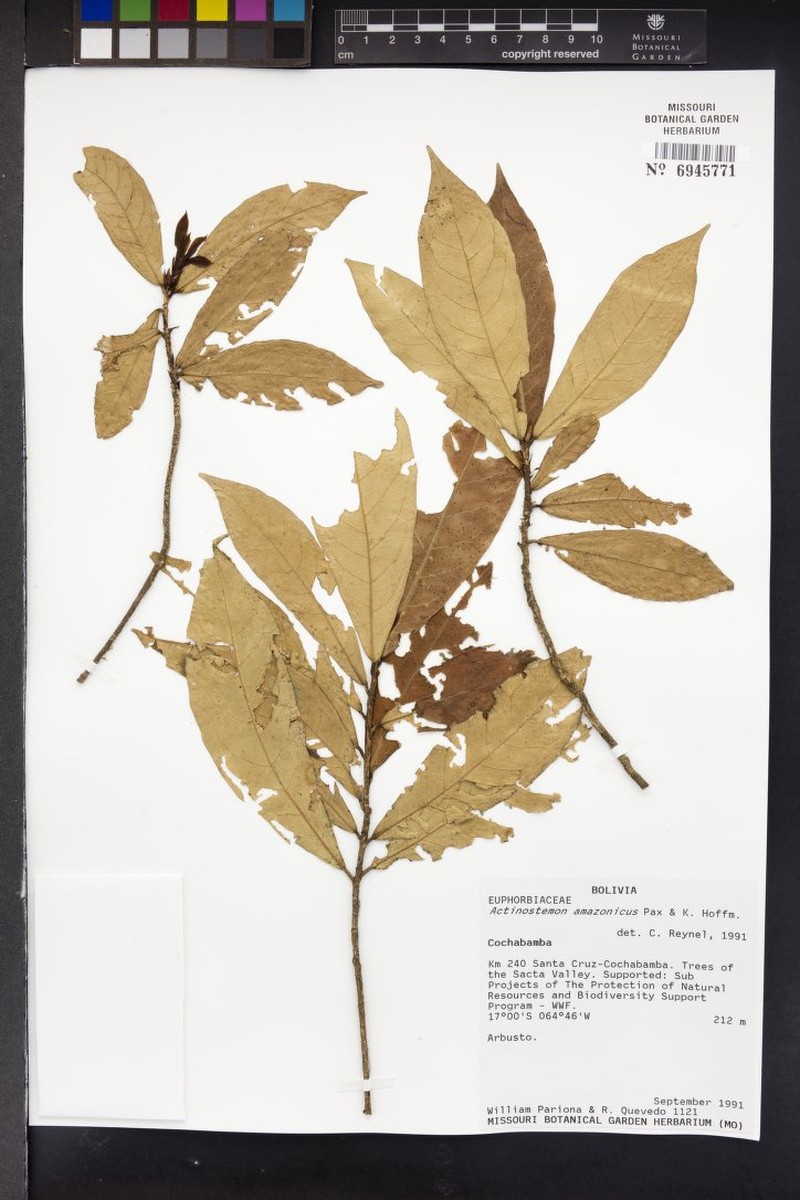 Actinostemon amazonicus photo 5