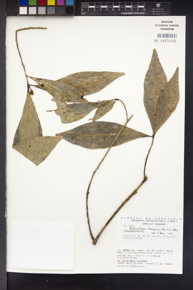 Actinostemon amazonicus photo 6