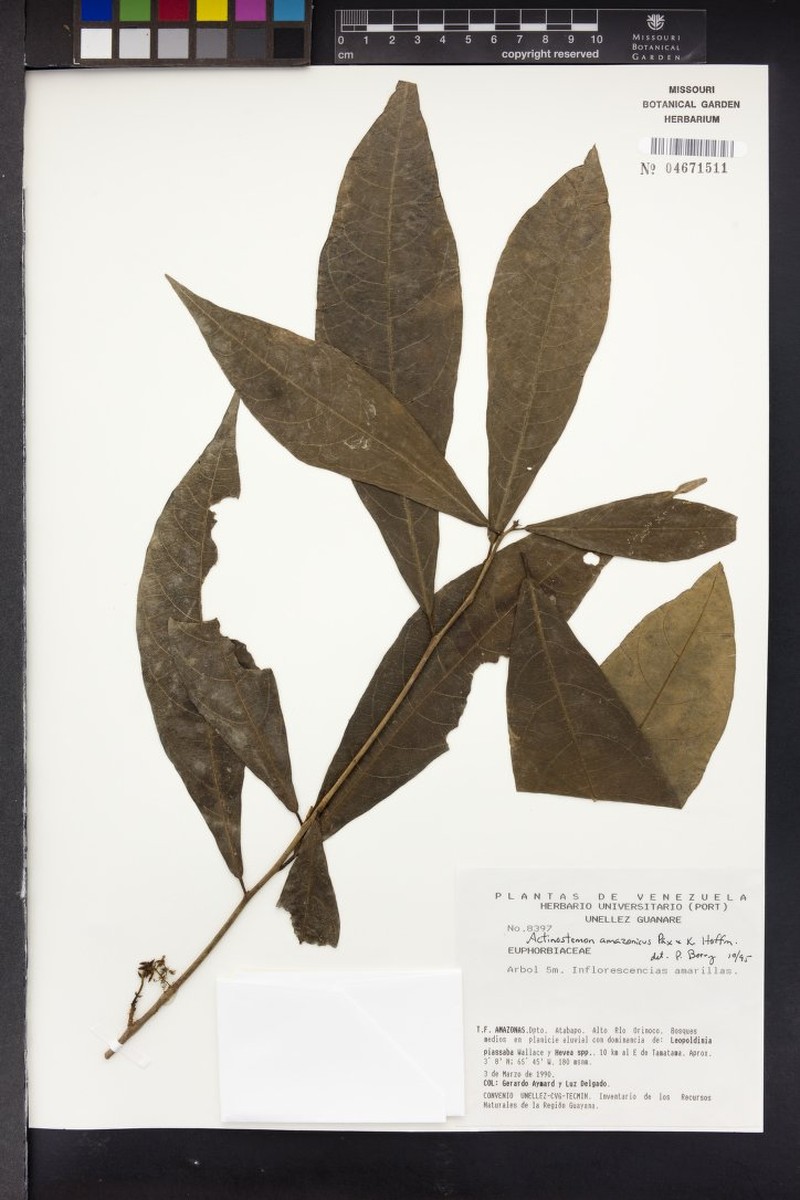Actinostemon amazonicus photo 7
