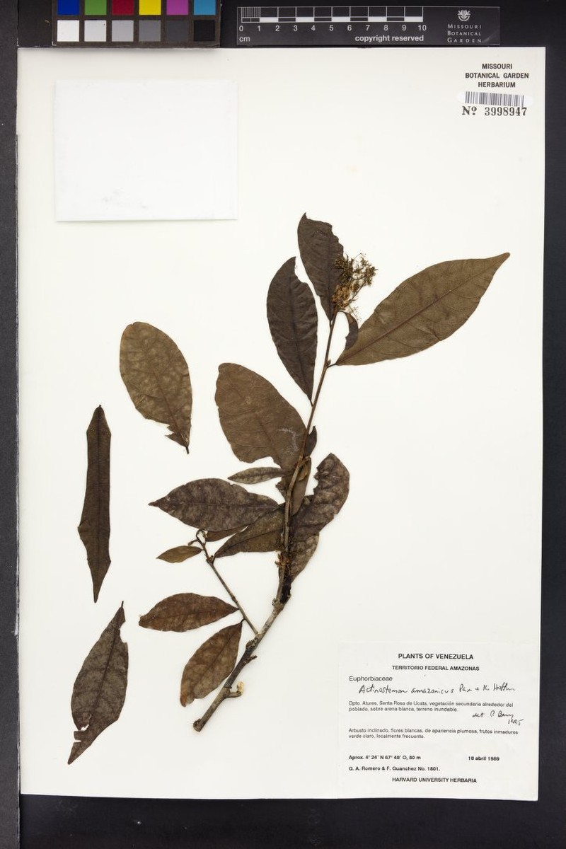 Actinostemon amazonicus photo 8