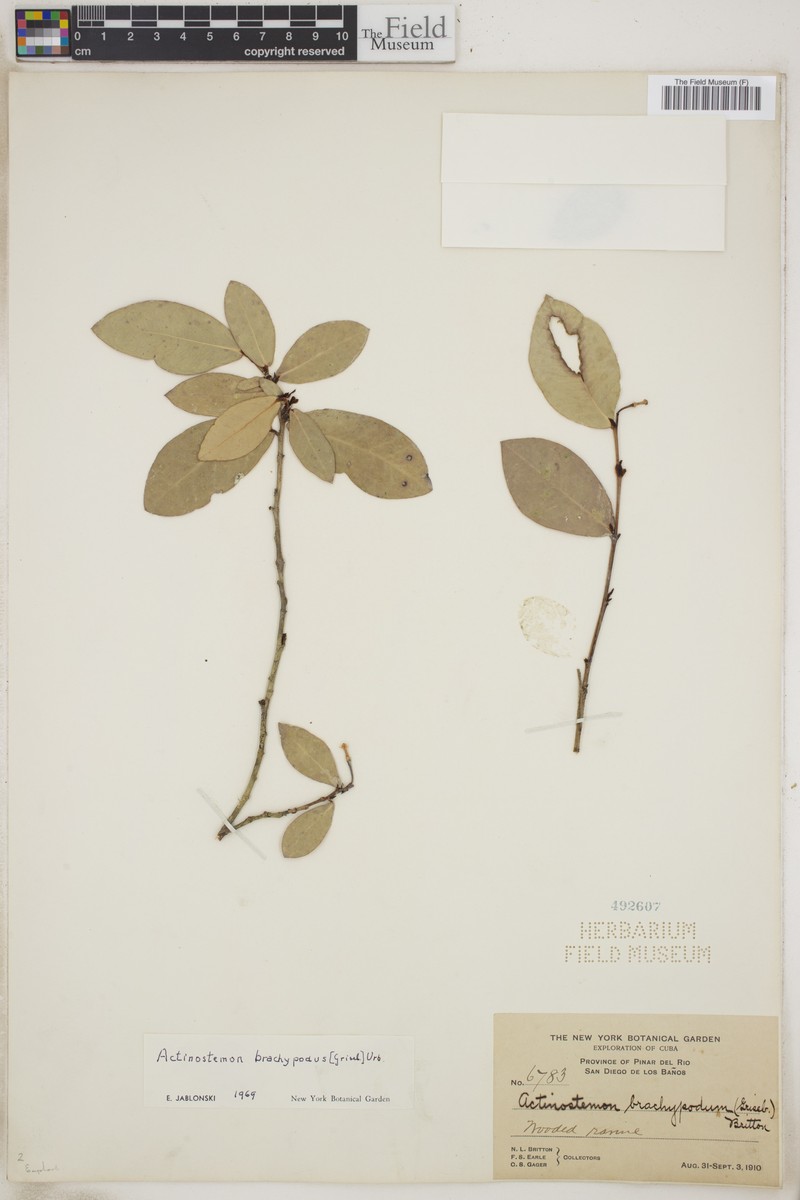 Actinostemon brachypodus