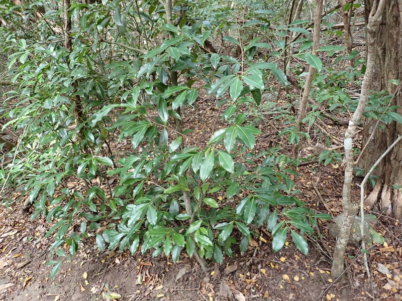 Actinostemon caribaeus