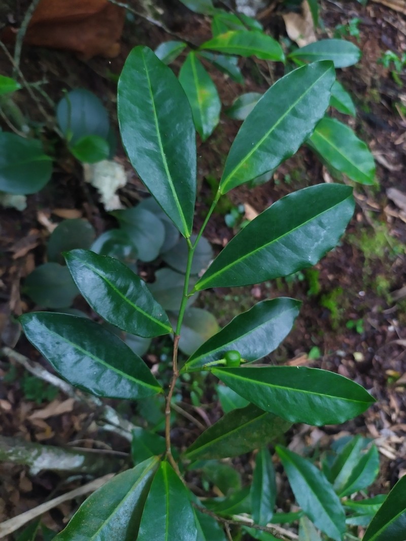 Actinostemon caribaeus photo 2
