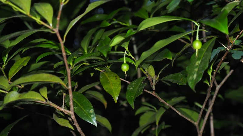 Actinostemon caribaeus photo 3