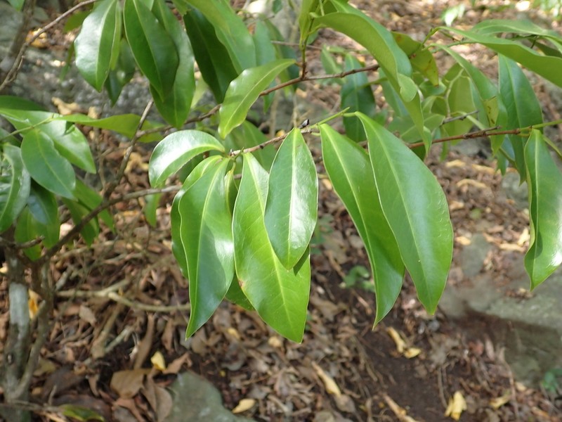 Actinostemon caribaeus photo 4