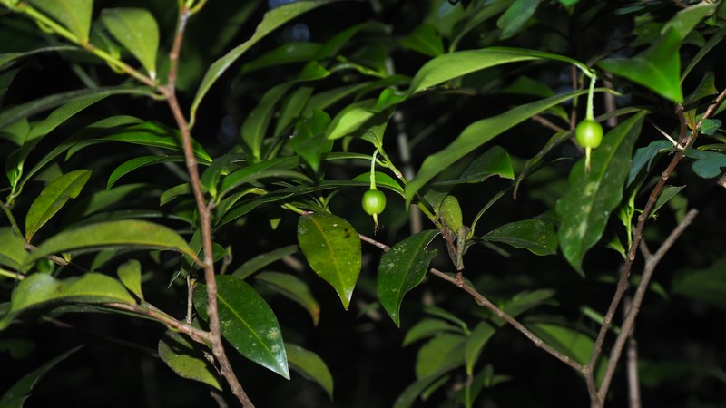 Actinostemon caribaeus photo 5