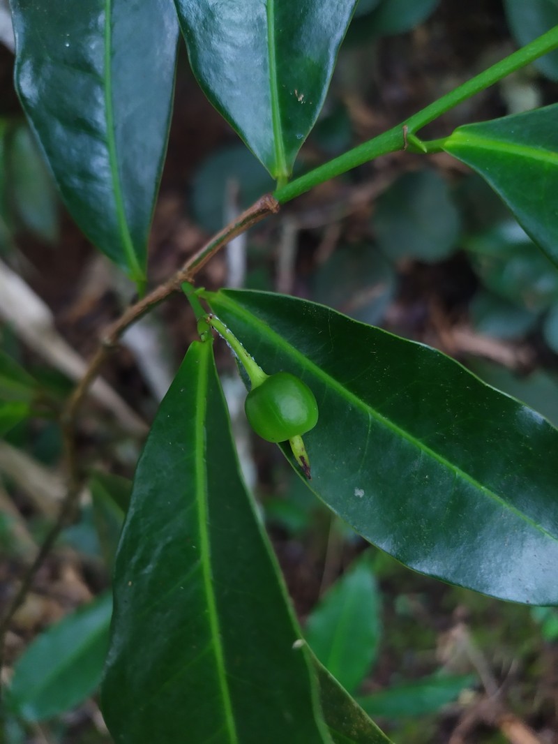 Actinostemon caribaeus photo 6
