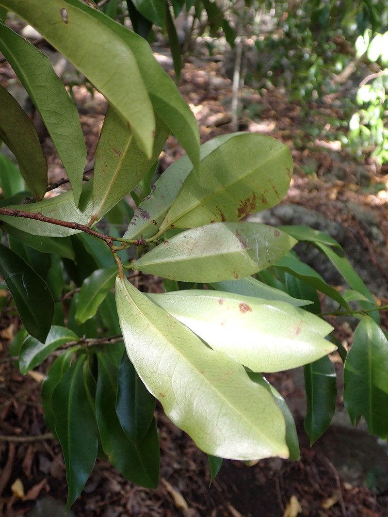Actinostemon caribaeus photo 7