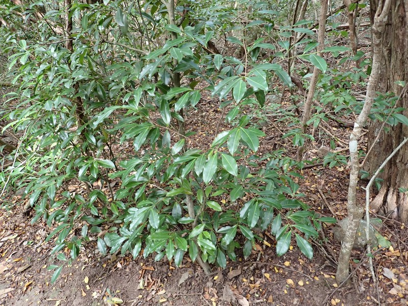 Actinostemon caribaeus photo 8