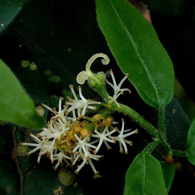 Actinostemon concepcionis