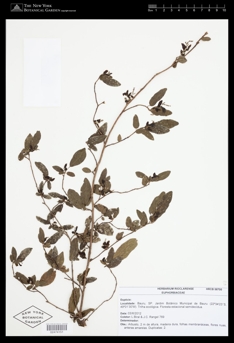 Actinostemon concepcionis photo 7
