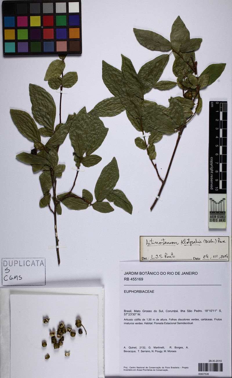 Actinostemon concepcionis photo 8
