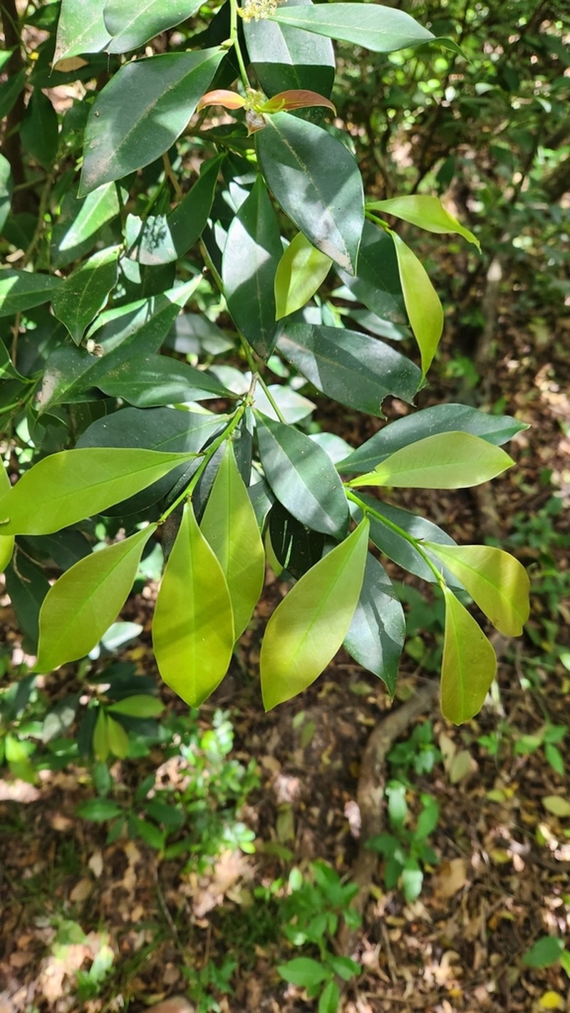 Actinostemon concolor photo 5