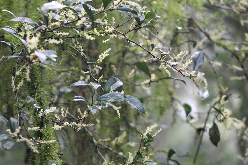 Actinostemon concolor photo 8