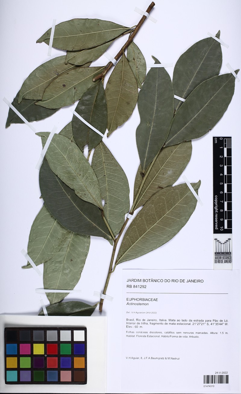 Actinostemon echinatus
