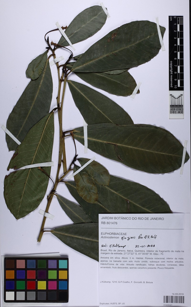 Actinostemon glaziovii