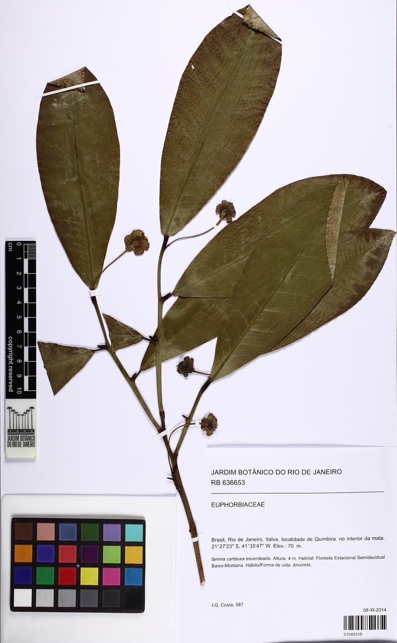 Actinostemon glaziovii photo 2
