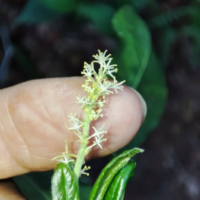 Actinostemon klotzschii photo 3