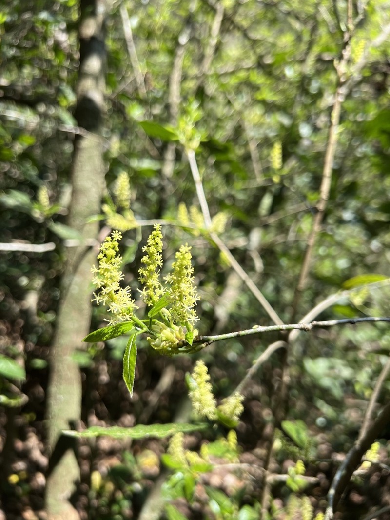 Actinostemon klotzschii photo 5