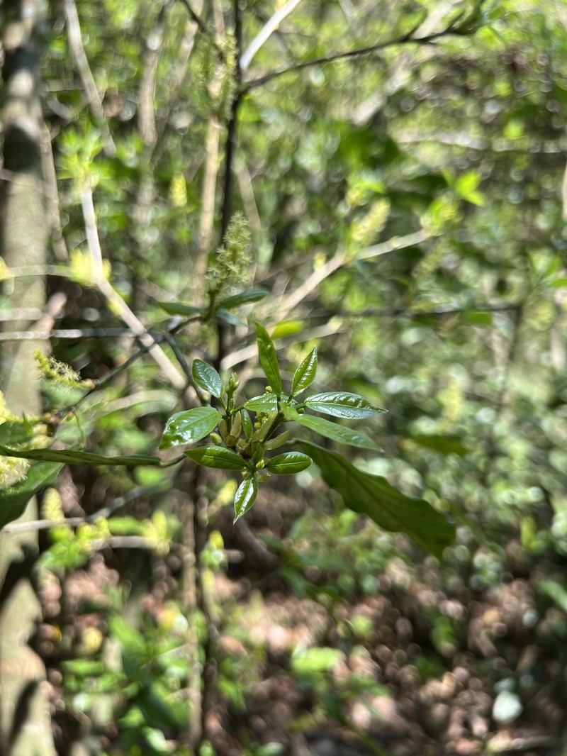 Actinostemon klotzschii photo 7