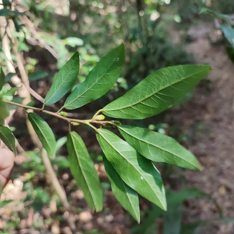 Actinostemon klotzschii photo 8