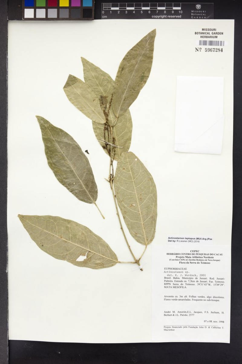 Actinostemon leptopus