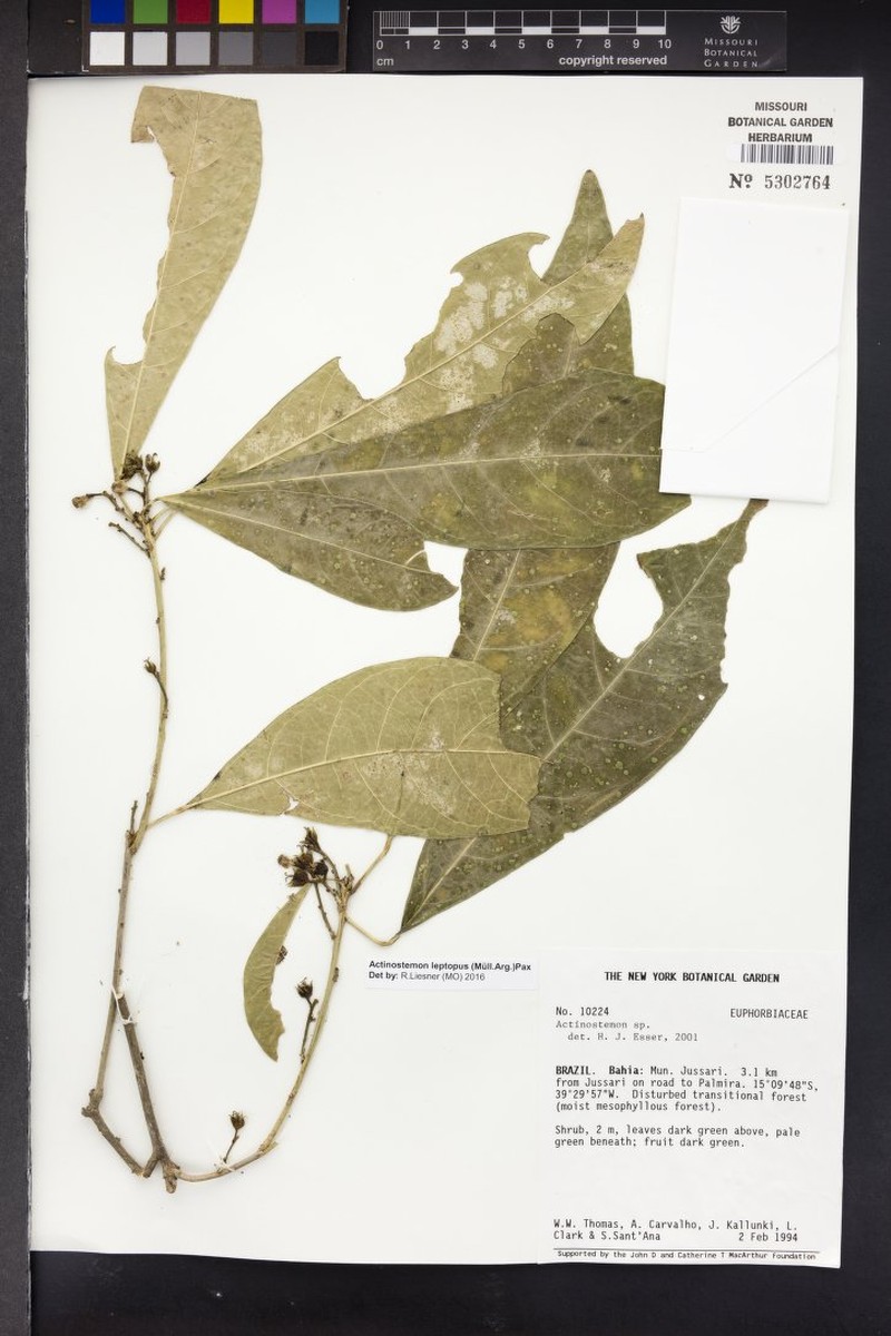Actinostemon leptopus photo 2
