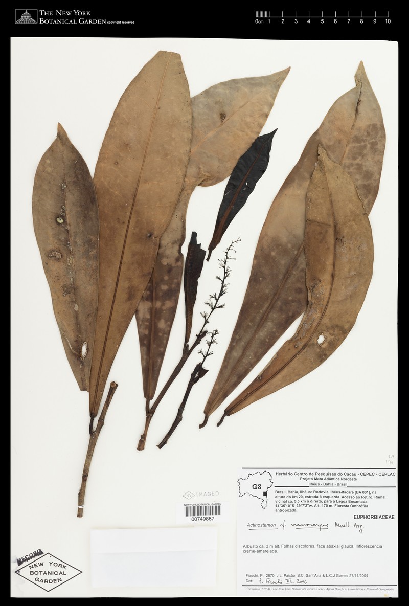Actinostemon macrocarpus