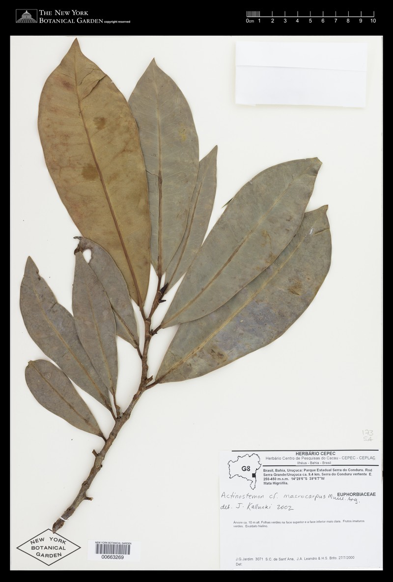 Actinostemon macrocarpus photo 2