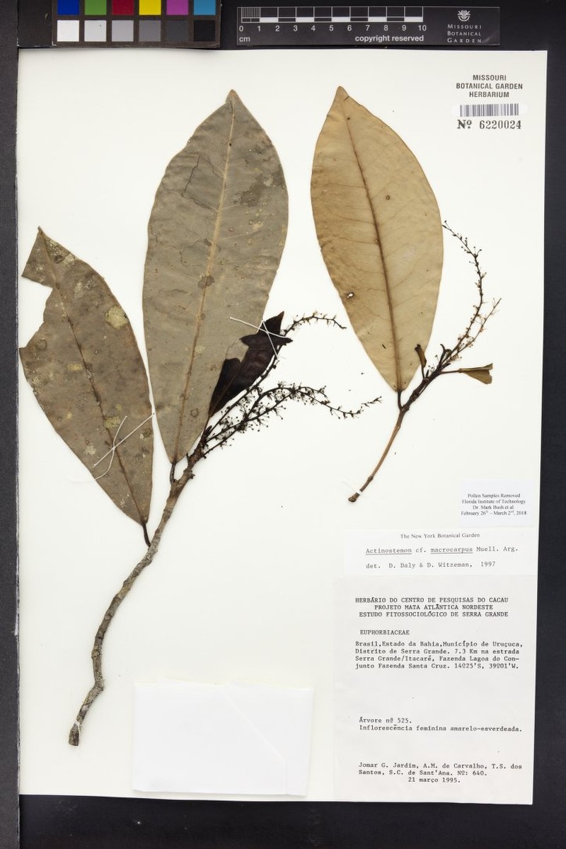 Actinostemon macrocarpus photo 3