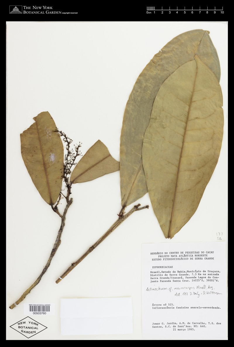 Actinostemon macrocarpus photo 4