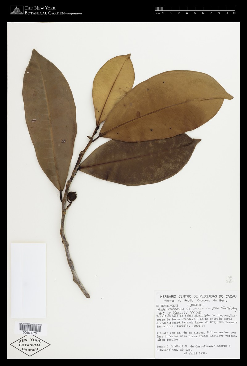 Actinostemon macrocarpus photo 5