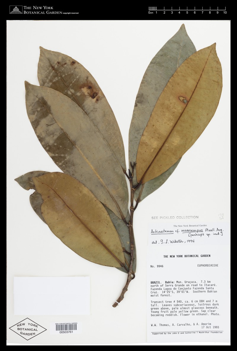 Actinostemon macrocarpus photo 6