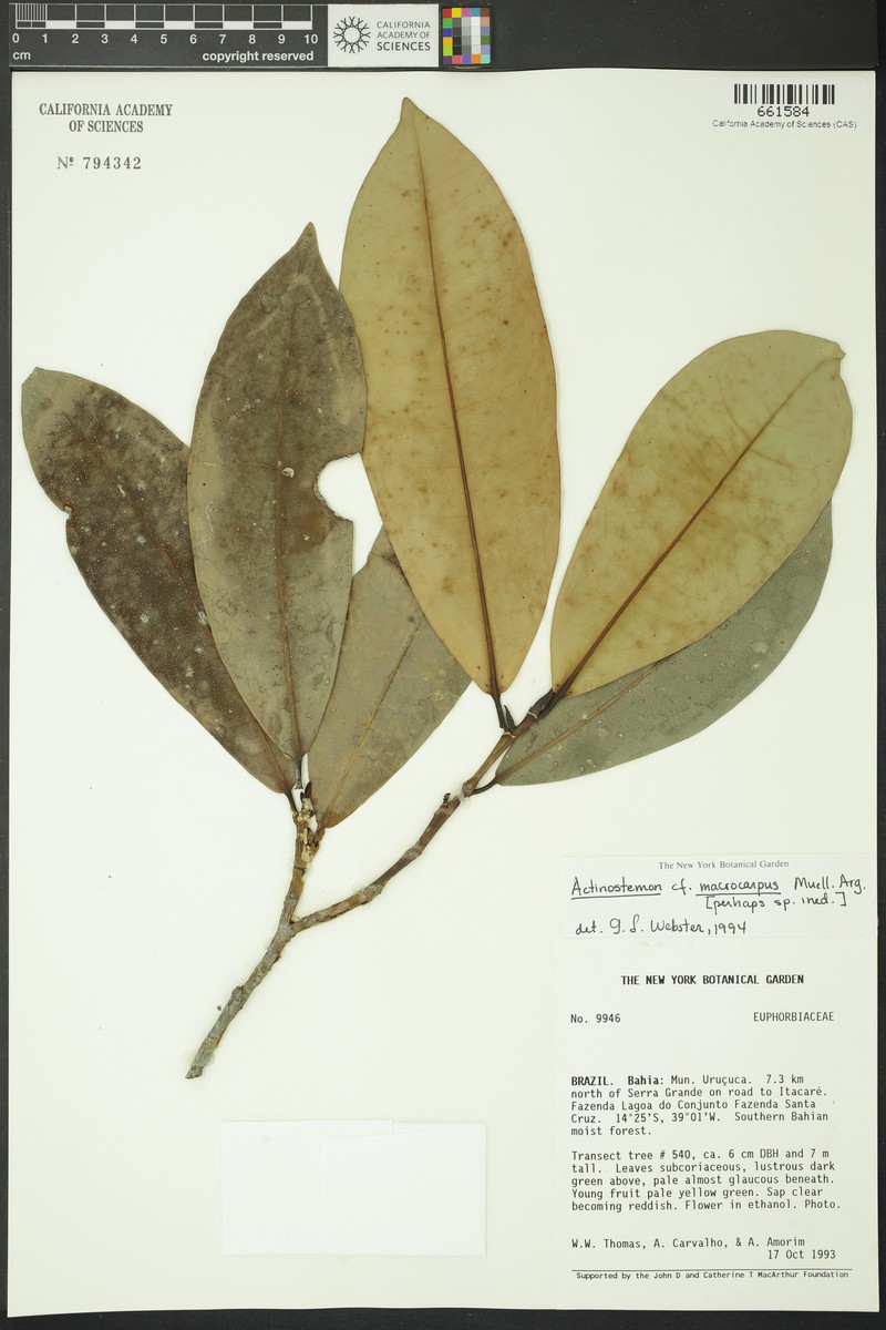 Actinostemon macrocarpus photo 7