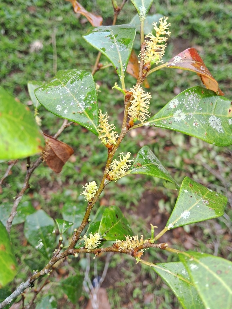Actinostemon roseliae
