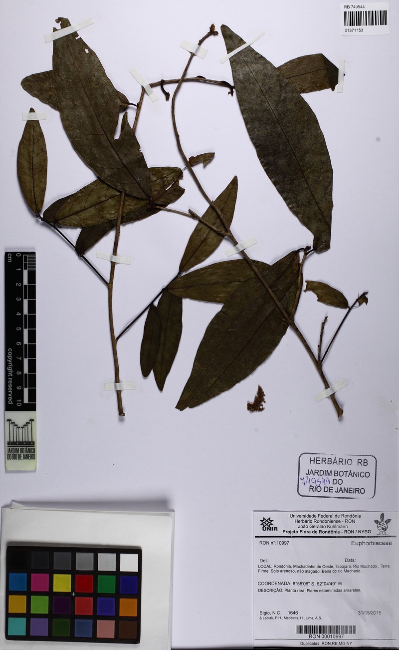 Actinostemon schomburgkii photo 2