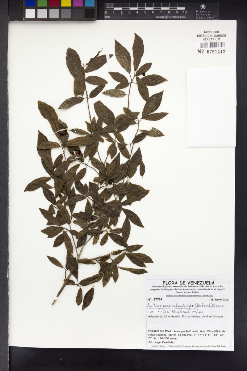 Actinostemon schomburgkii photo 3