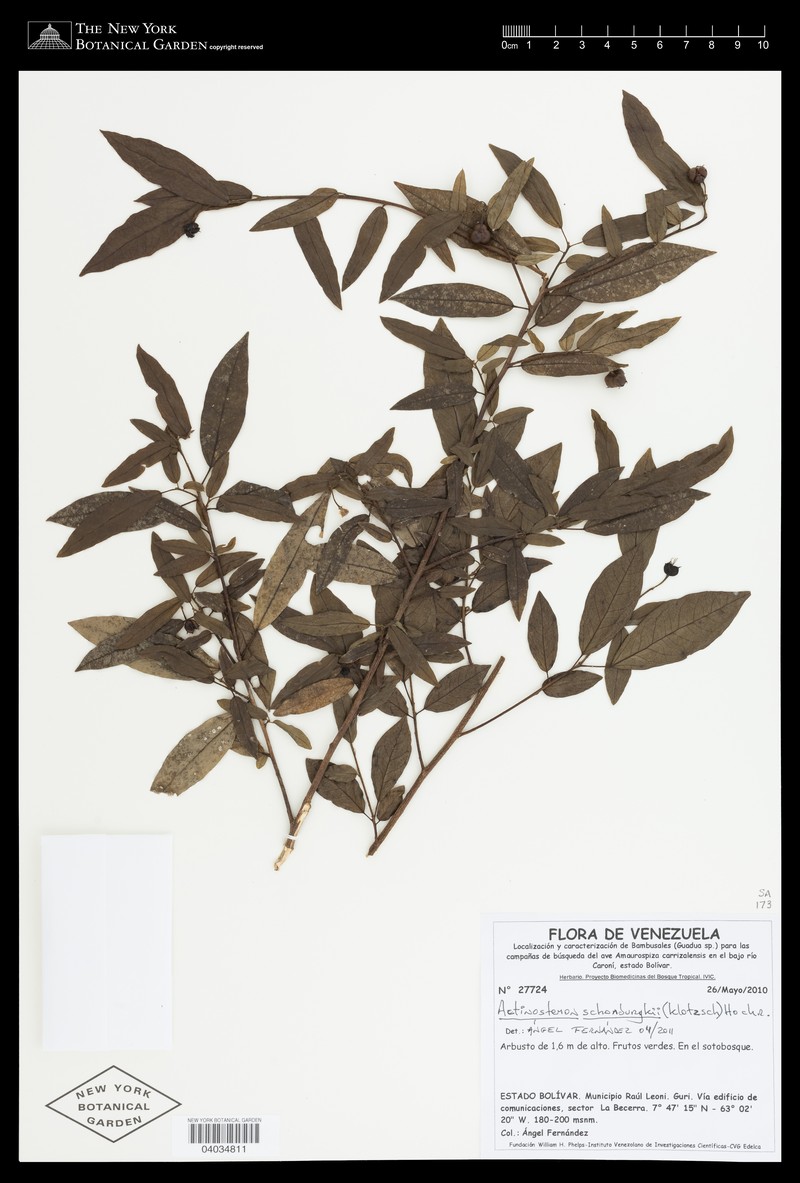 Actinostemon schomburgkii photo 4