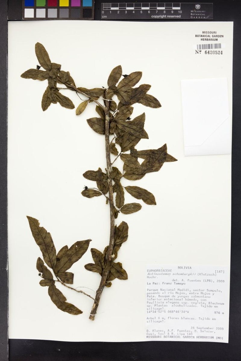 Actinostemon schomburgkii photo 5