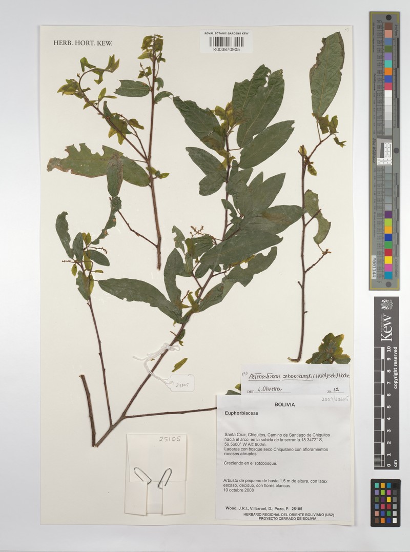 Actinostemon schomburgkii photo 6