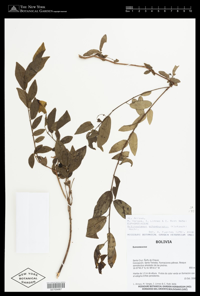 Actinostemon schomburgkii photo 7