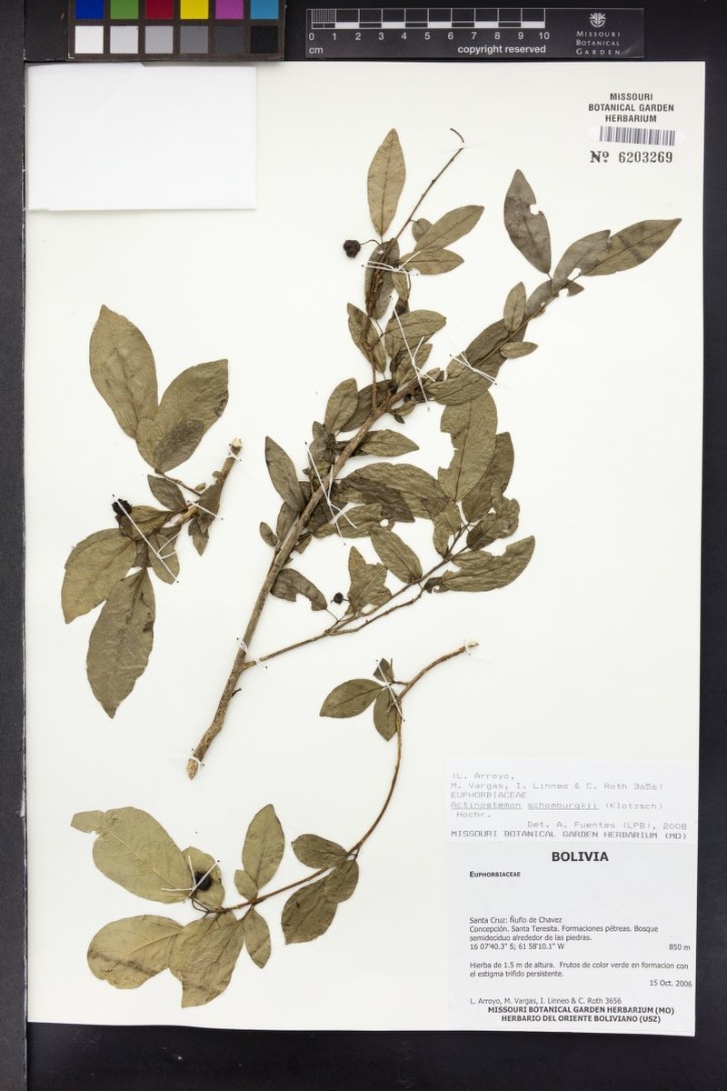 Actinostemon schomburgkii photo 8
