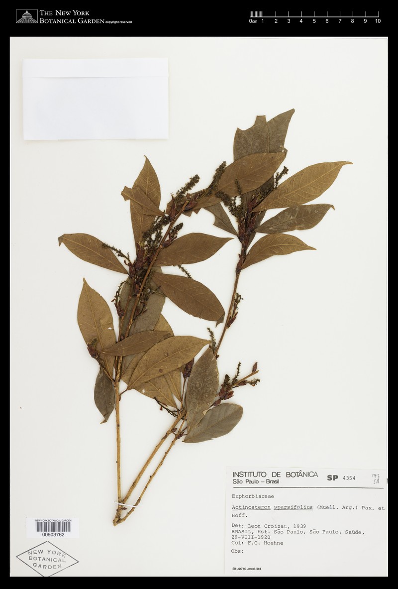 Actinostemon sparsifolius