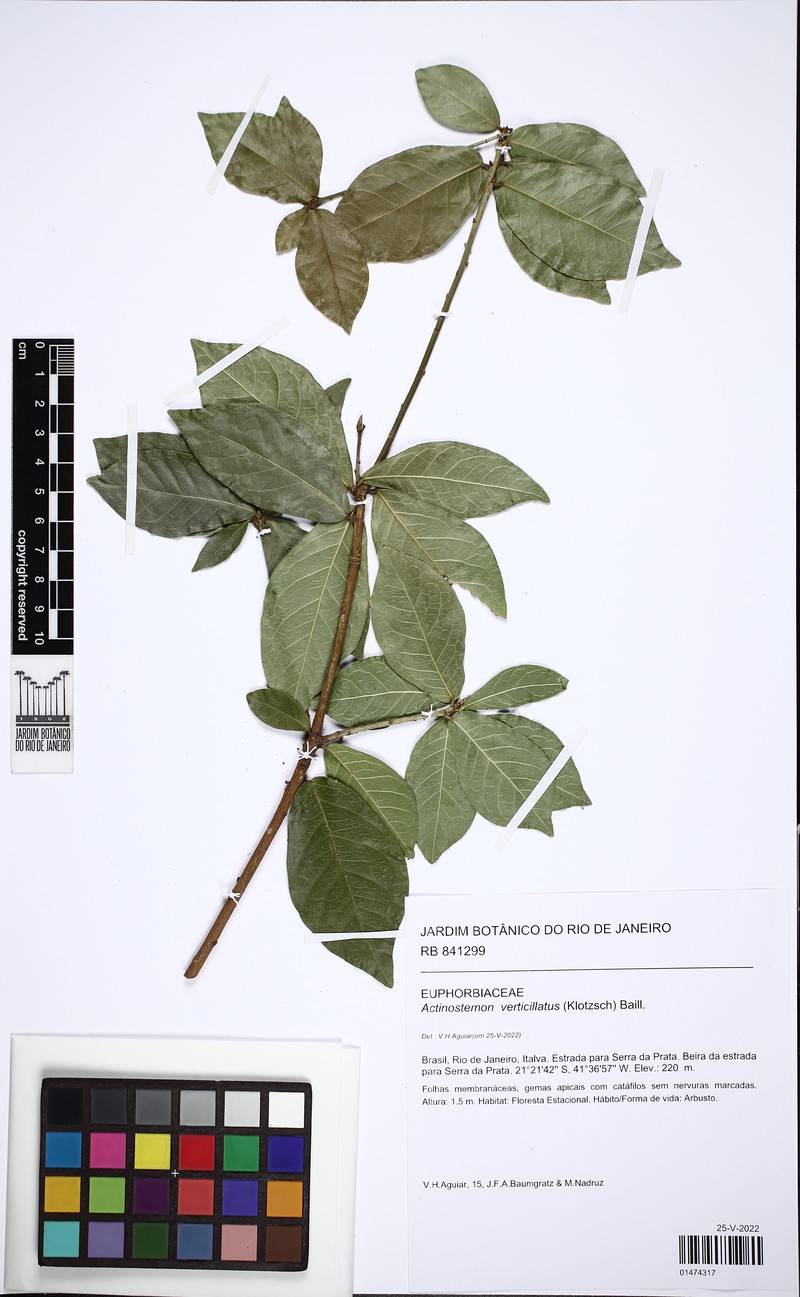 Actinostemon verticillatus photo 4