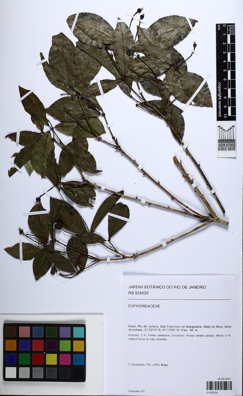 Actinostemon verticillatus photo 8
