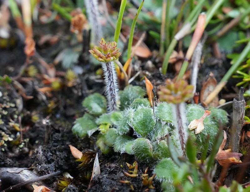 Actinotus bellidioides